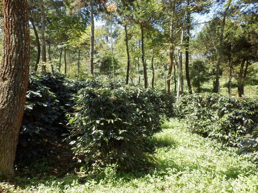 Ibrik: Come preparare il caffè in una caffettiera :: Green Plantation